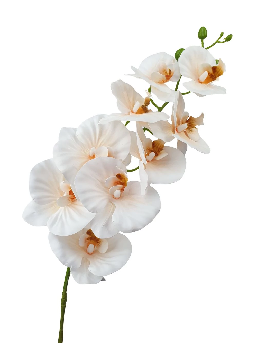 Kép 2/2 - Fodros szirmú phalenopsis ág - Barack
