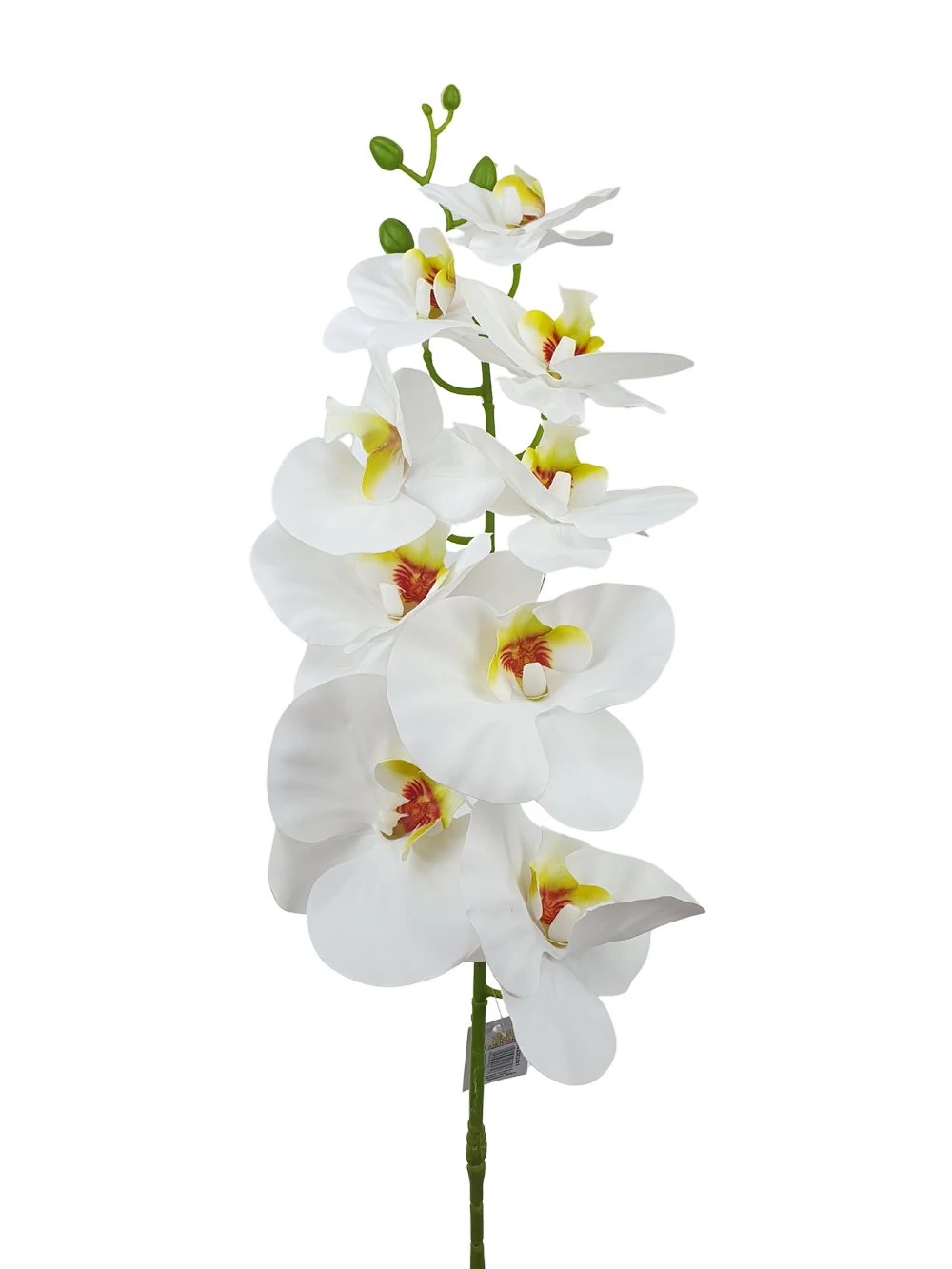 Kép 2/2 - Fodros szirmú phalenopsis ág - Fehér