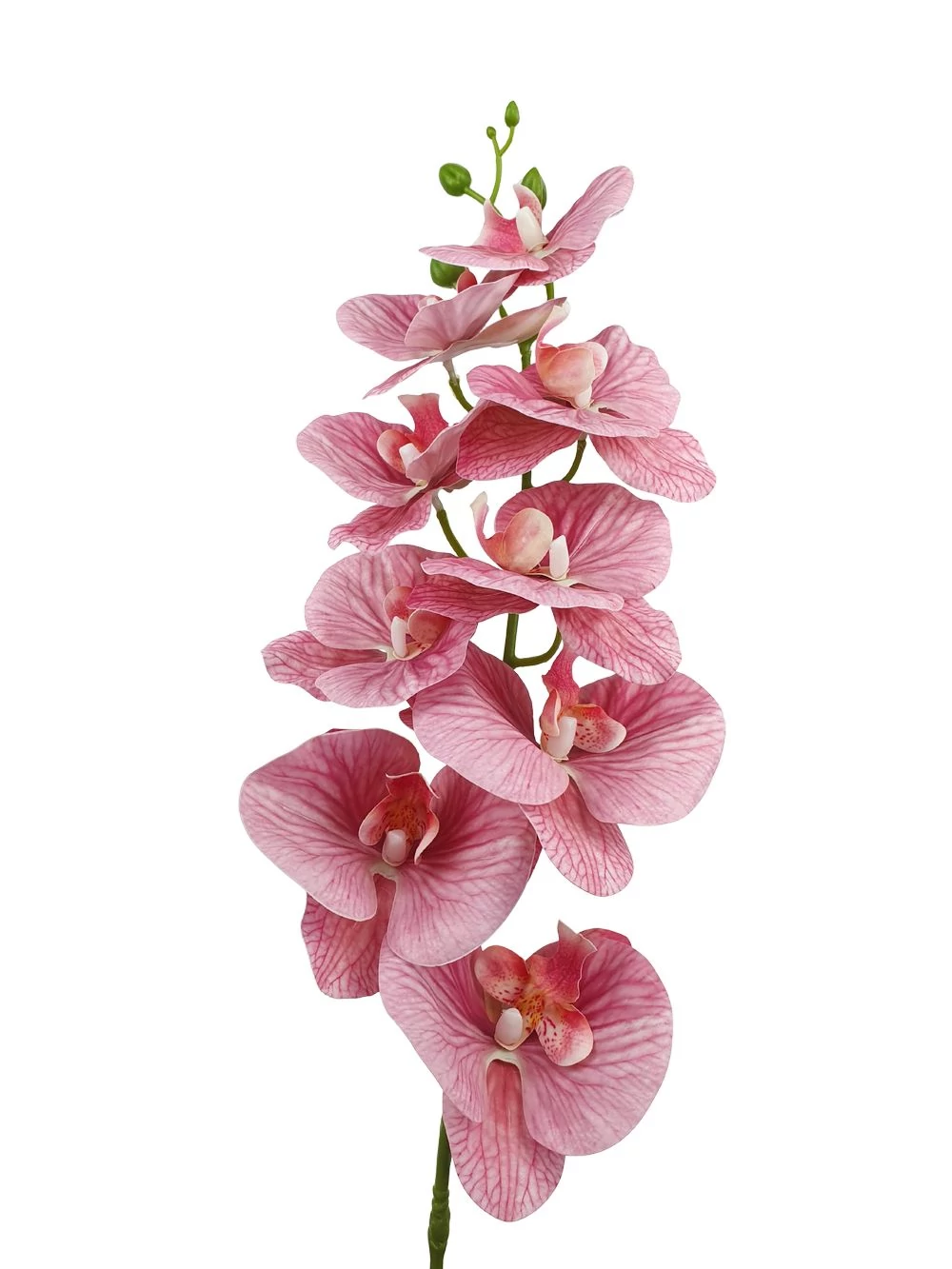 Kép 2/2 - Fodros szirmú phalenopsis ág - Mályva