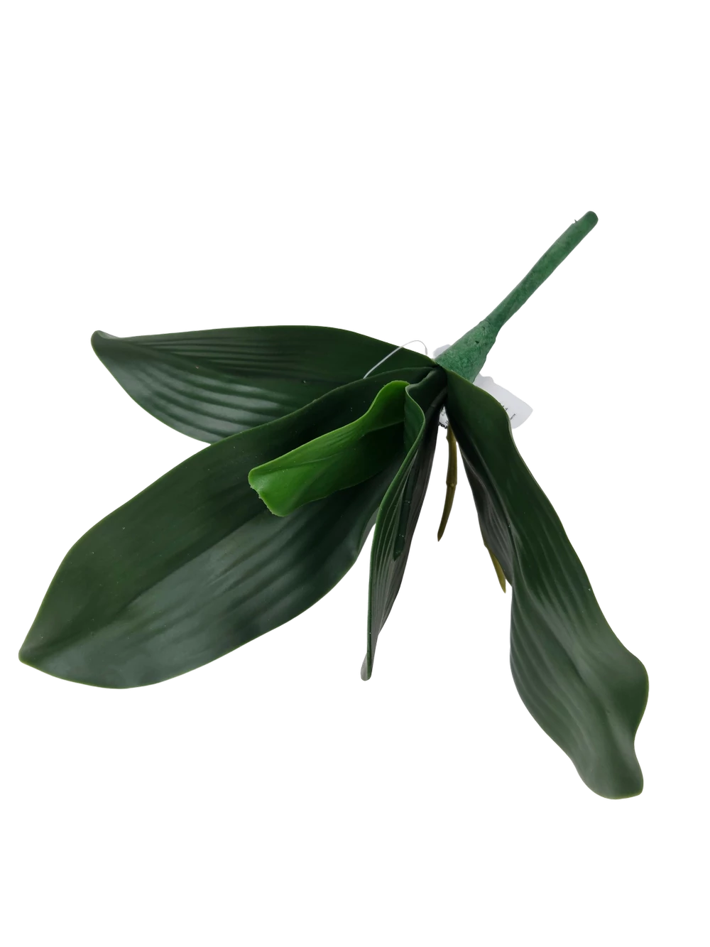 Kép 3/3 - Orchidea levél kicsi