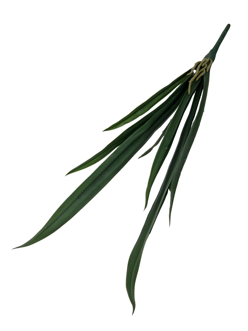 Kép 2/2 - Hosszúkás orchidea levél