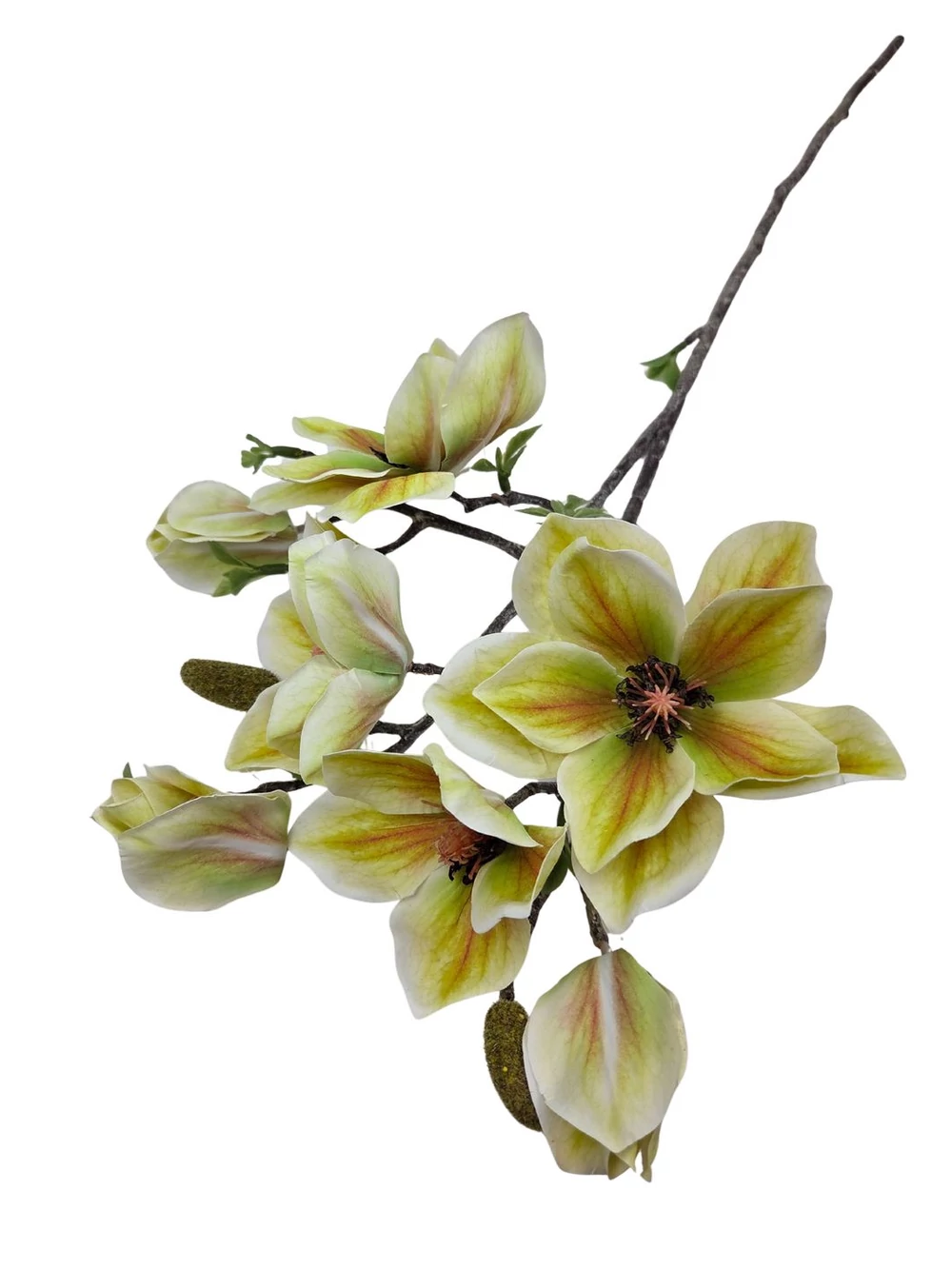 Kép 2/2 - Magnólia ág G - Zöld