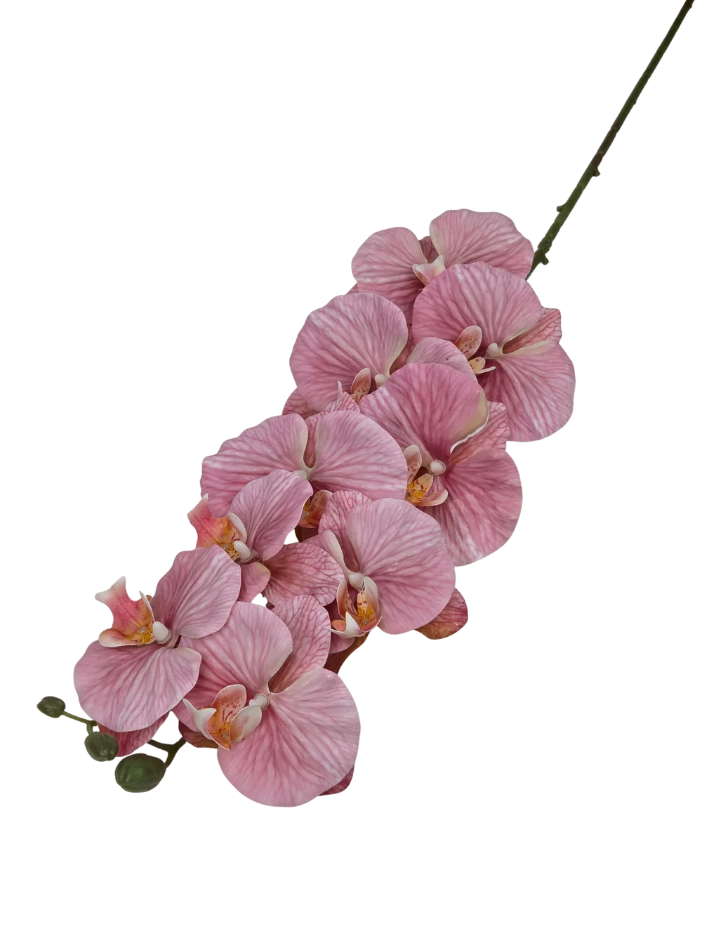 Kép 2/2 - Phalenopsis ág J - Fáradt rózszaszín