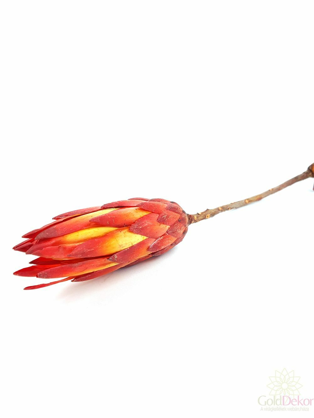 Kép 2/2 - Protea repens - Piros