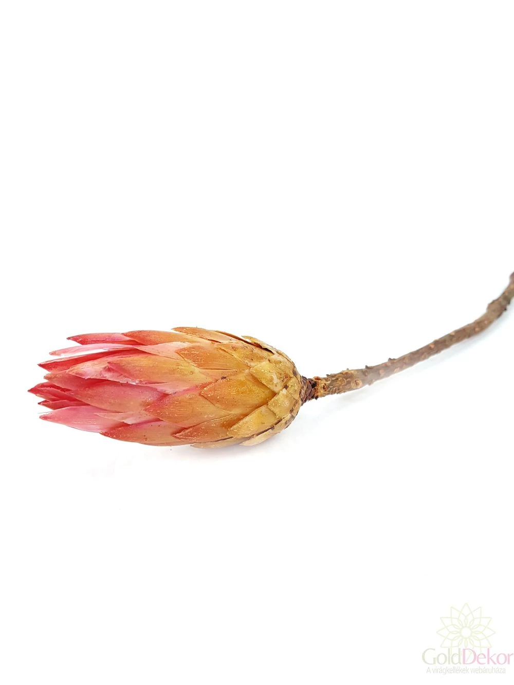 Kép 2/2 - Protea repens - Rózsaszín