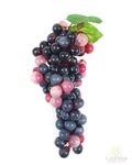 Műszőlő aprószemű - Lila