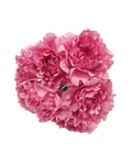 7 fejes bazsarózsa csokor - Pink