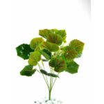 Zöld növény 6