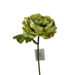 Szálas paeonia - Zöld
