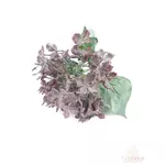 Műzöld hortenzia - Sötét mályva