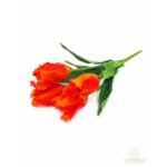 Cakkos szirmú tulipán*5 - narancs