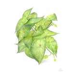 Futós zöld kicsi csokor - Hosszúkás levelű zöld