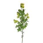 Physalis ág - Sárga