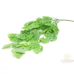 Csüngős monstera - Hamvas zöld