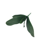 5 leveles orchidea levél