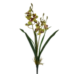 Mini orchidea levéllel - Zöld