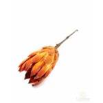 Protea repens - Narancs