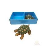 Dobozos teknős figura*2